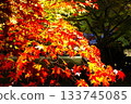 Impressive autumn foliage illumination 133745085