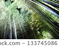 The impressive illuminated bamboo forest path at Kodaiji Temple 133745086