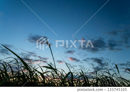 秋日落日的天空、雲彩和野花的剪影 15 133745105