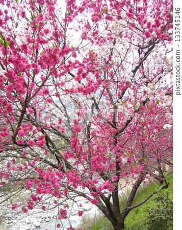 Hanamo no Sato 133745146