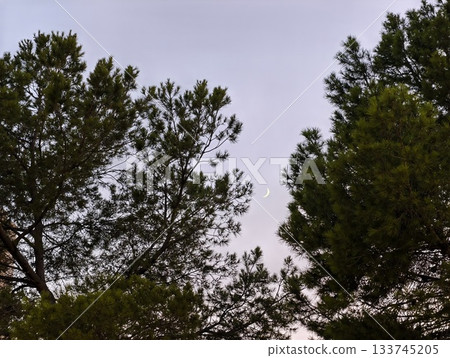 serene pine landscape for reflection, tranquil pine forest with gentle breezes and soothing 133745205