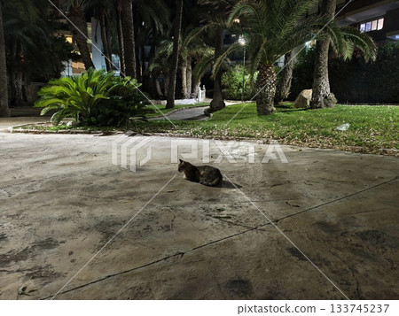 feline sits in urban quiet, calm feline sitter finds tranquility among shadows of city park at night 133745237