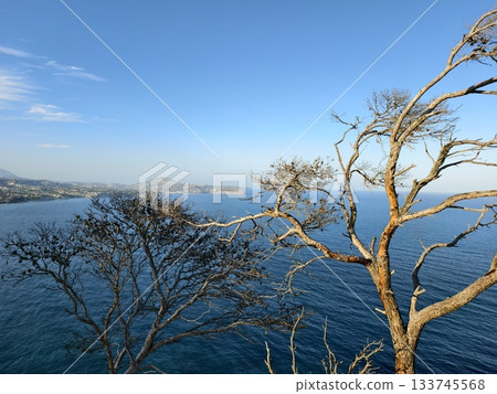 contemplative scene of weathered tree extending over calm blue ocean during late afternoon light 133745568