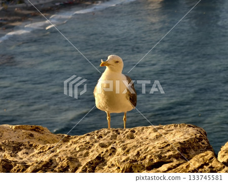 seagull perches on rocky cliffs, seagull resting peacefully on jagged coastal cliff edges today 133745581