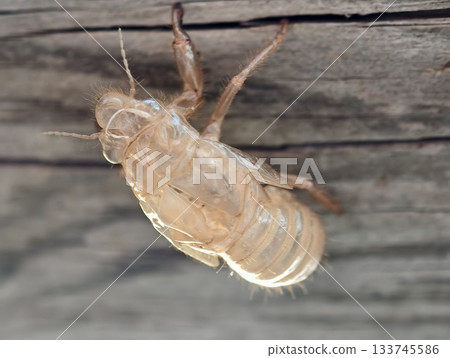 dried cicada exoskeleton on wood, translucent cicada exoskeleton clinging to aged wooden surface dried cicada exoskeleton on wood, translucent cicada exoskeleton clinging to aged wooden surface 133745586