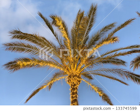 rooftop bar under twilight ambiance, coastal rooftop scene with glowing fronds and vacation vibes 133745599