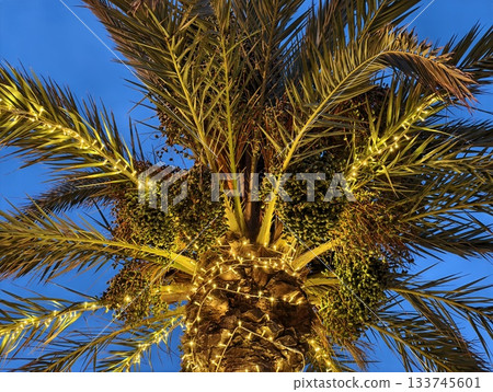 wrapped palm trunk adorned with warm lights, closeup of palm trunk decorated with glowing festive wrapped palm trunk adorned with warm lights, closeup of palm trunk decorated with glowing festive 133745601