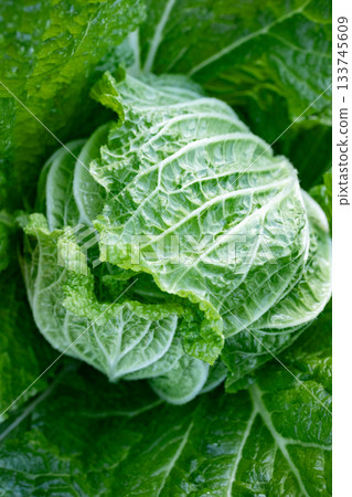 中國的白菜 133745609