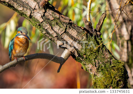 翠鳥棲息在樹枝上，複製空間 133745631
