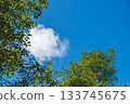 Late summer blue sky and clouds seen from the forest 03 Late summer blue sky and clouds seen from the forest 03 133745675