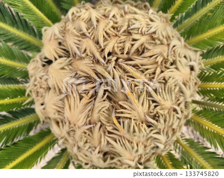 fibrous pollen with detailed structure, closeup of dense fibrous pollen tuft revealing fine hairs 133745820