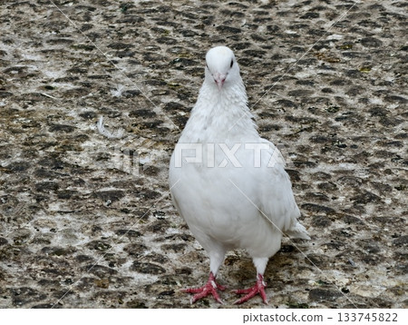 serene white dove perched on textured ground, white pigeon calmly standing on rough cobblestone 133745822