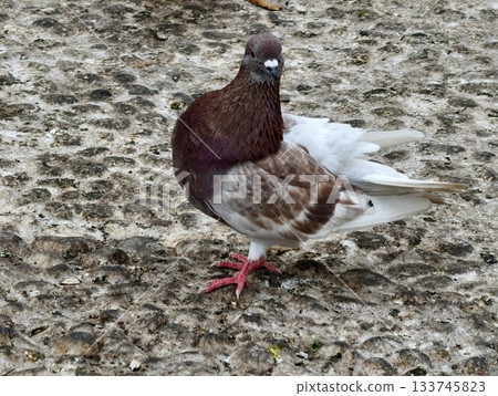 street scene capturing brown pigeon showcasing iridescent neck feathers amid textured ground 133745823