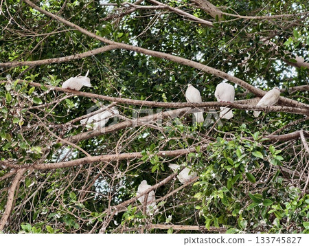 group of cockatoos nesting among branches, lively flock of white cockatoos in dense canopy group of cockatoos nesting among branches, lively flock of white cockatoos in dense canopy 133745827