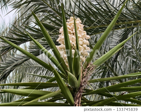 observation of budding plant structures, monitoring inflorescence emergence and pollination 133745839