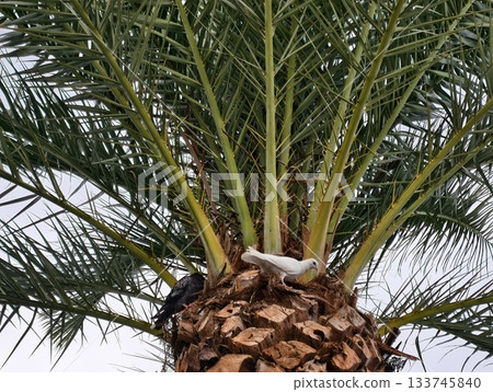 doves perch peacefully on palm fronds, two white doves rest serenely on palm crowns at dawn 133745840