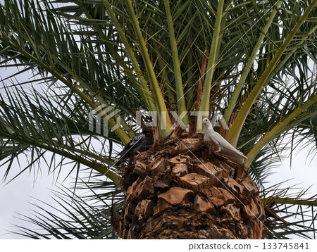 cityscape with towering palms, viewing urban palms from below with textured trunks and sky backdrop 133745841