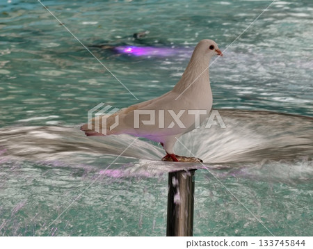 graceful dove balancing on fountain post amidst flowing water and vibrant city reflections graceful dove balancing on fountain post amidst flowing water and vibrant city reflections 133745844