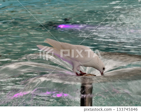 delicate dove sipping from fountain surface, urban white dove delicately drinking from shining 133745846