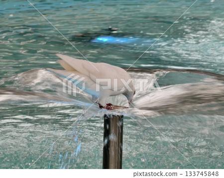 calm white dove carefully examines flowing fountain water under serene blue glow in cityscape 133745848