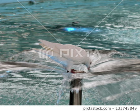 dove reflects serenity, mirror image of peaceful dove, white dove mirrored on calm water surface 133745849