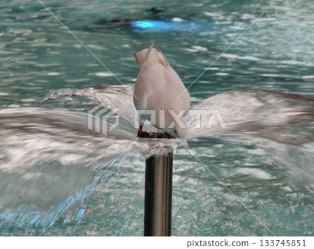 serene white dove standing gracefully amid fountain jets and vibrant city lights during urban 133745851