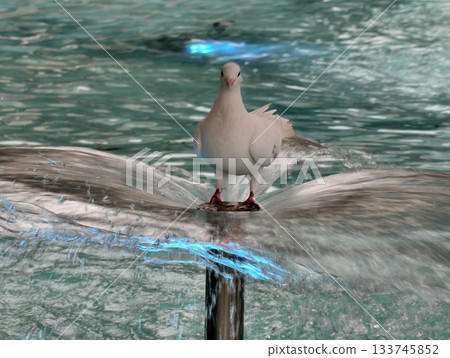 calm dove directly facing camera beside fountain illuminated by vibrant water and neon lights 133745852