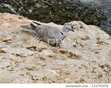 seagull resting on bright limestone, young gull relaxing on illuminated rocky shoreline at calm sea 133745856
