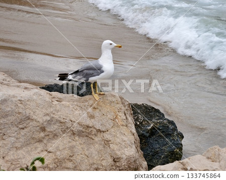 gull perched on rugged rock by surf, adult gull stands poised on rocky cliff with crashing waves 133745864
