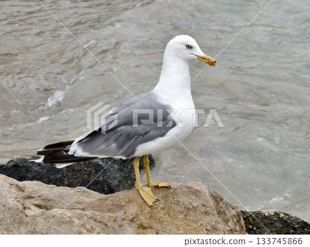 serene seaside scene, quiet coastal landscape with gull calmly perched beside gentle ocean waves serene seaside scene, quiet coastal landscape with gull calmly perched beside gentle ocean waves 133745866