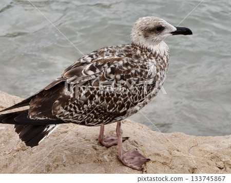 young gull observe shoreline, seagull on rocky coastlines, juvenile gull scanning shoreline for food 133745867
