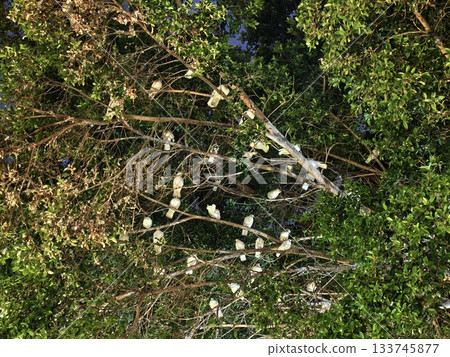 white cockatoos perched amid leaves, white cockatoos cluster in lush canopy during warm midday hours white cockatoos perched amid leaves, white cockatoos cluster in lush canopy during warm midday hours 133745877