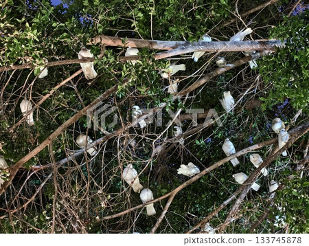 several birds perched upon tree branches, multiple birds resting peacefully on slender tree branches 133745878