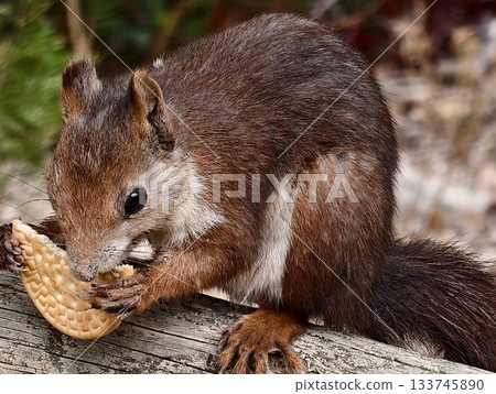 detailed portrait of red squirrel exhibiting expressive features and warm forest atmosphere 133745890