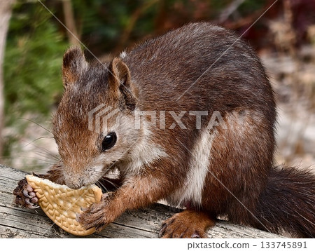 red squirrel hoarding treat outdoors, woodland scene of squirrel clutching wafer amidst textured red squirrel hoarding treat outdoors, woodland scene of squirrel clutching wafer amidst textured 133745891
