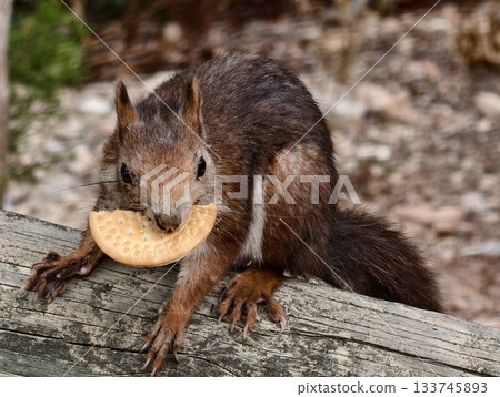 nutloving squirrel, squirrel with snack on beam, closeup of squirrel holding snack on wood nutloving squirrel, squirrel with snack on beam, closeup of squirrel holding snack on wood 133745893