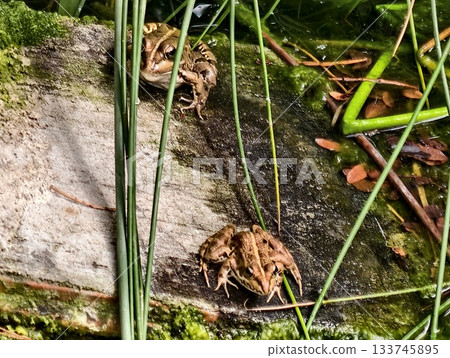 frog on mossy stone, resting frog on mossy stone near water, brown frog on mossy stone by tranquil frog on mossy stone, resting frog on mossy stone near water, brown frog on mossy stone by tranquil 133745895