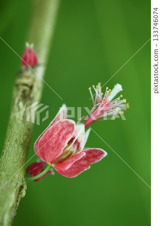 Pavonia strictiflora flowers 133746074