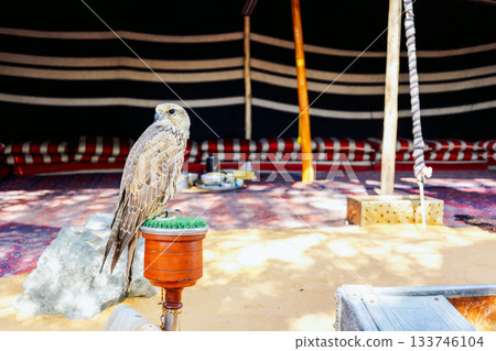 Arabian falcon bird sits on perch in courtyard of residential building, Dubai, UAE. High quality photo Arabian falcon bird sits on perch in courtyard of residential building, Dubai, UAE. High quality photo 133746104