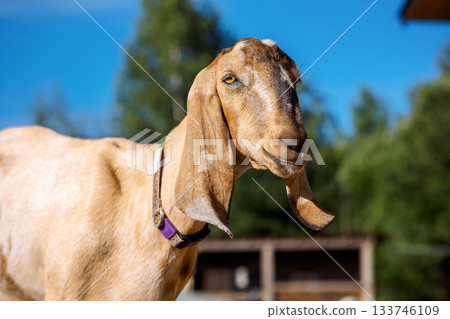 Portrait of brown Nubian goat with long ears, looking at camera. Close-up wildlife concept. 133746109
