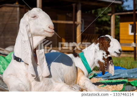 Portrait of white Nubian goats with long ears, looking at camera. Close-up wildlife concept. Funny face laughing in sun. High quality photo Portrait of white Nubian goats with long ears, looking at camera. Close-up wildlife concept. Funny face laughing in sun. High quality photo 133746114