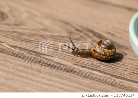 Beautiful garden snails crawling on wooden background. High quality photo Beautiful garden snails crawling on wooden background. High quality photo 133746134