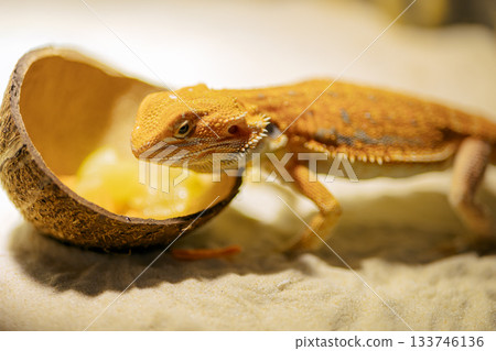 Red bearded Agama iguana eating fresh fruits and carrots in terrarium. Pogona is genus of reptiles. Cute amazing animal from Australia. Content of exotic lizard at home. High quality photo 133746136
