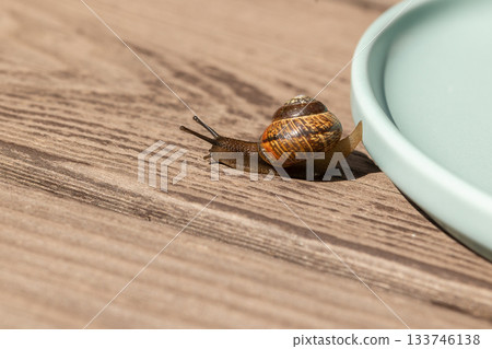 Beautiful garden snails crawling on wooden background. High quality photo 133746138