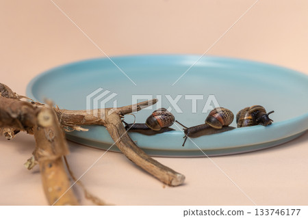 Garden snails crawling on blue plate on beige background. Beautiful shadows and eco driftwood. High quality photo 133746177