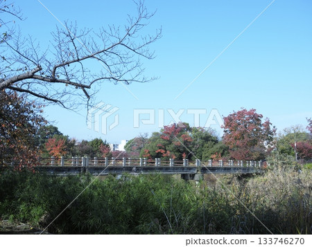 秋天的樹葉開始變色的公園 133746270