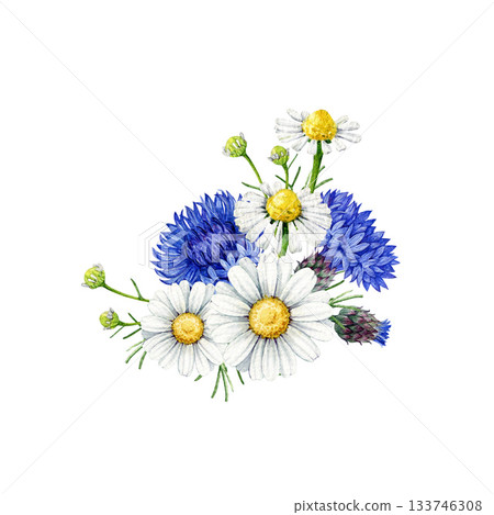 Chamomile blossoms mixed with blue cornflowers decor vintage style watercolor illustration on white background. Hand drawn wildflower meadow cornflower and chamomile flowers floral decoration 133746308