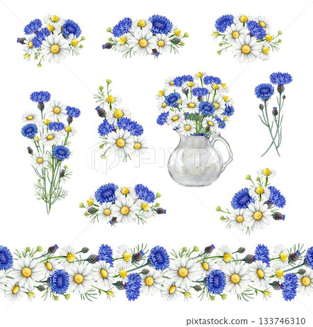 Chamomile blossoms with blue cornflowers decor element vintage style watercolor illustration set. Hand drawn wildflower meadow flowers floral decoration rustic collection on white background 133746310