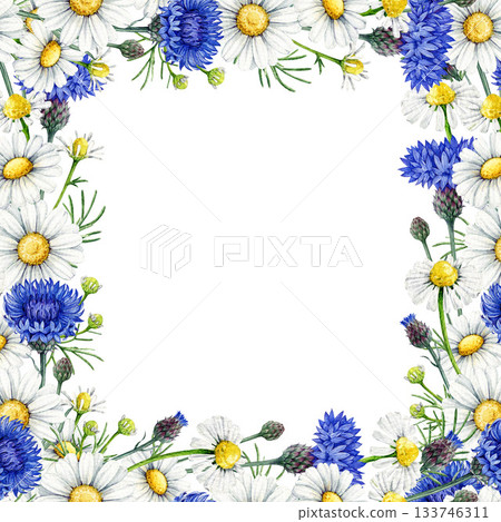 Chamomile blossoms with blue cornflowers square frame decor vintage style watercolor illustration. Hand drawn wildflower meadow cornflower and chamomile flowers floral decoration on white background 133746311