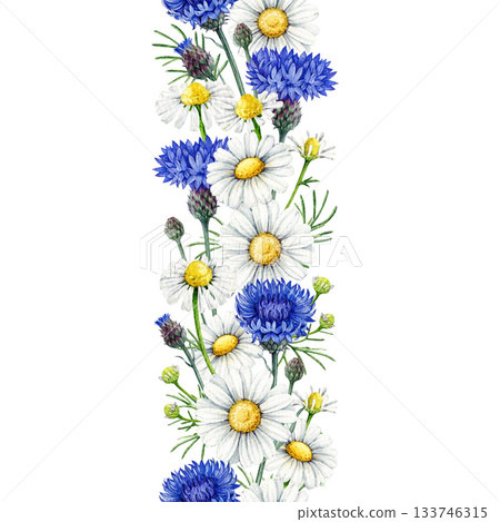 Chamomile with blue cornflowers flowers seamless border decor element vintage style watercolor illustration. Hand drawn wildflower meadow flowers floral rustic decoration on white background 133746315